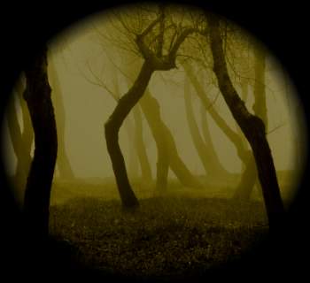 Schatten im Nebel